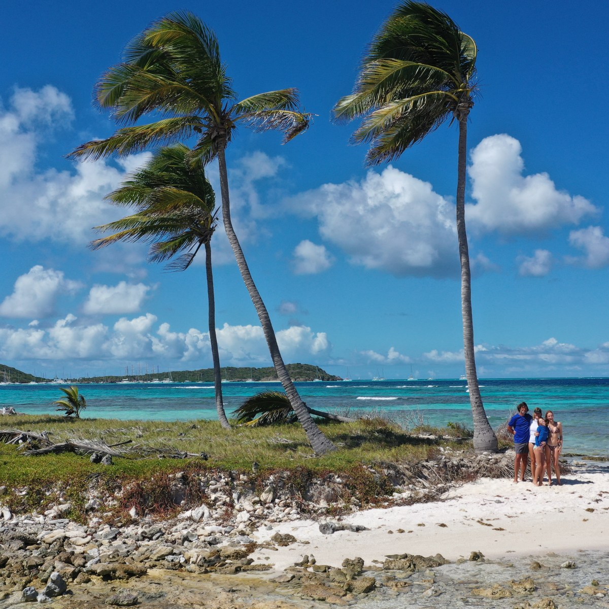Palmbomen mèt kokosnoten