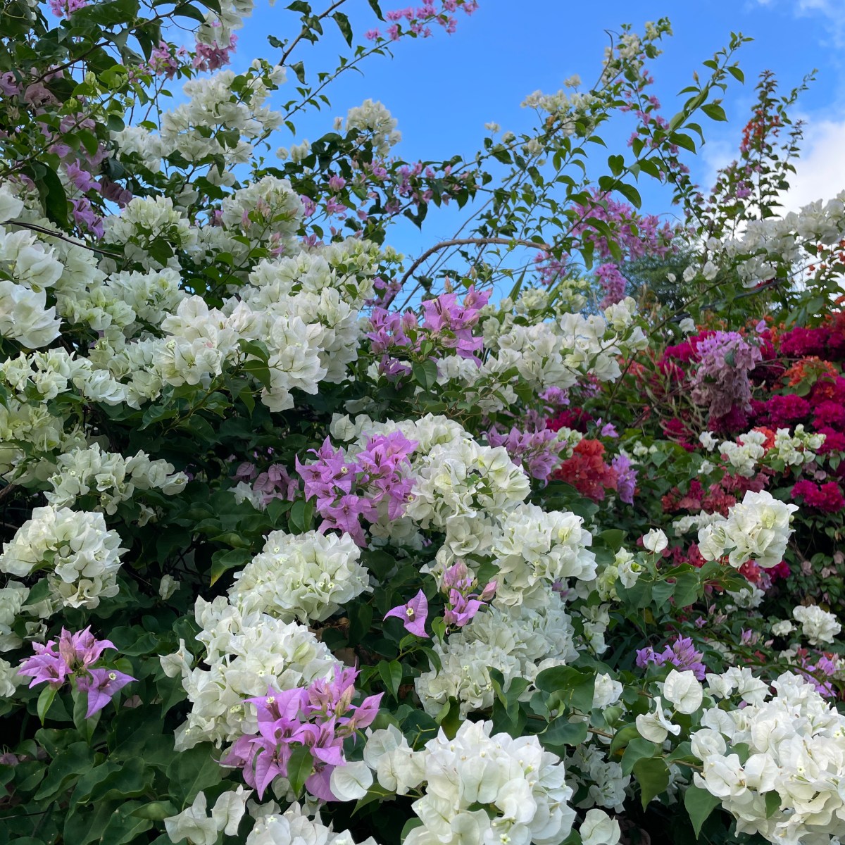 Hulde, lofzang en&nbsp;bedankjes
